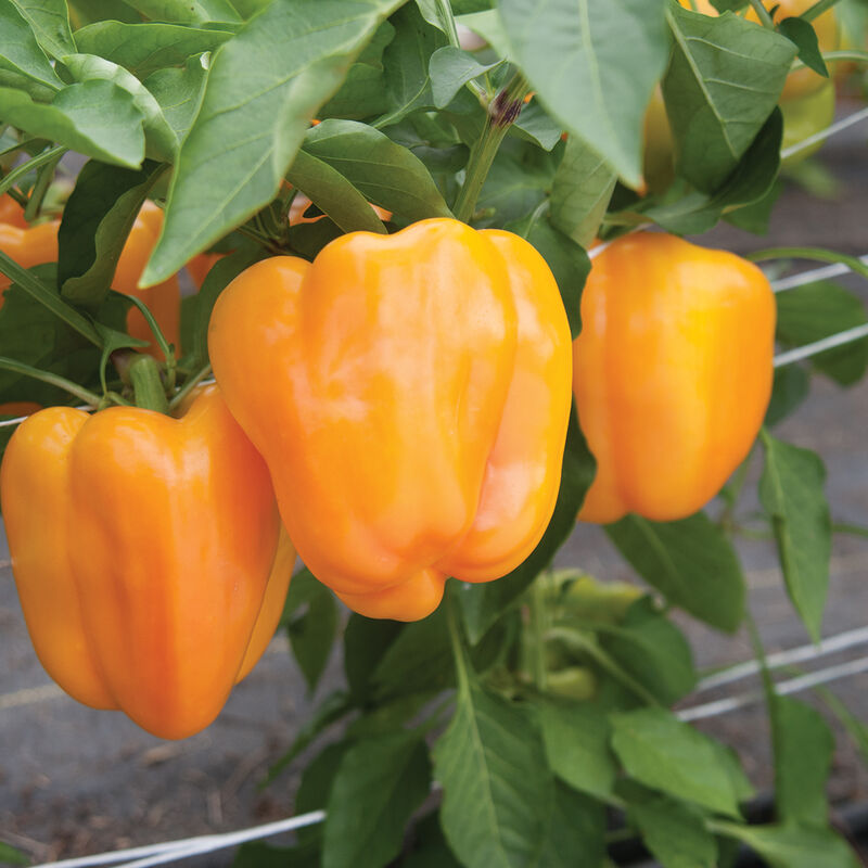 Orange Flavorburst Bell Pepper