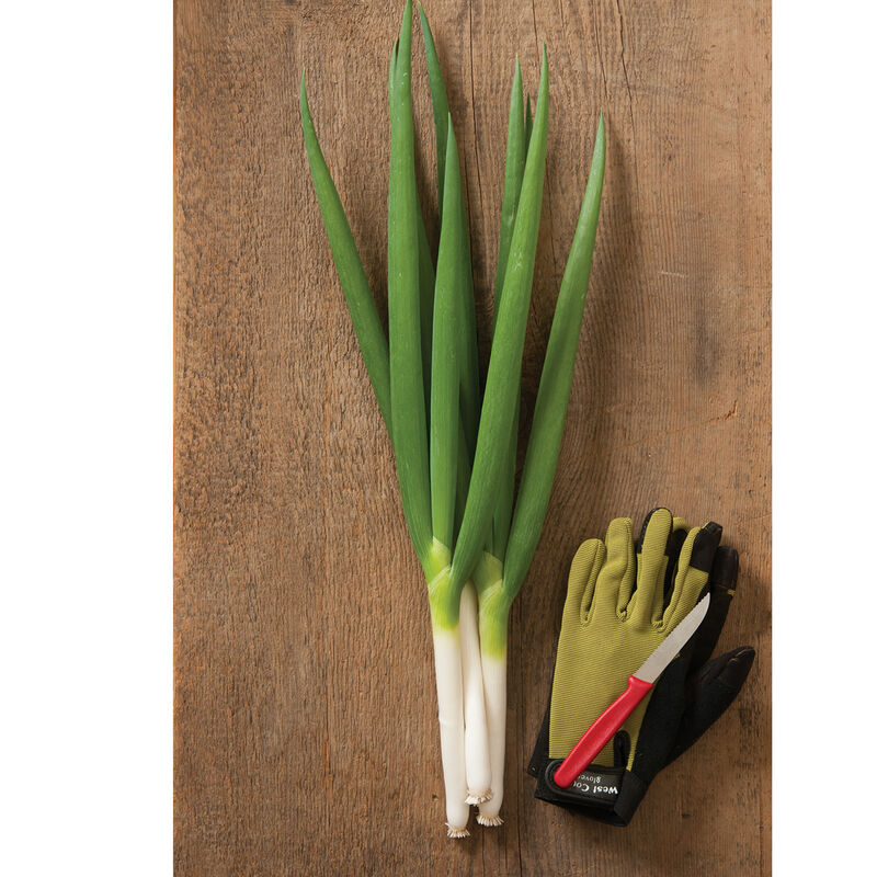 Bunching Onion