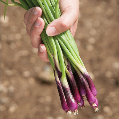 Bunching Onion