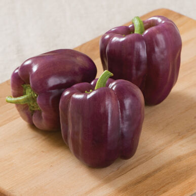 Purple Bell Pepper