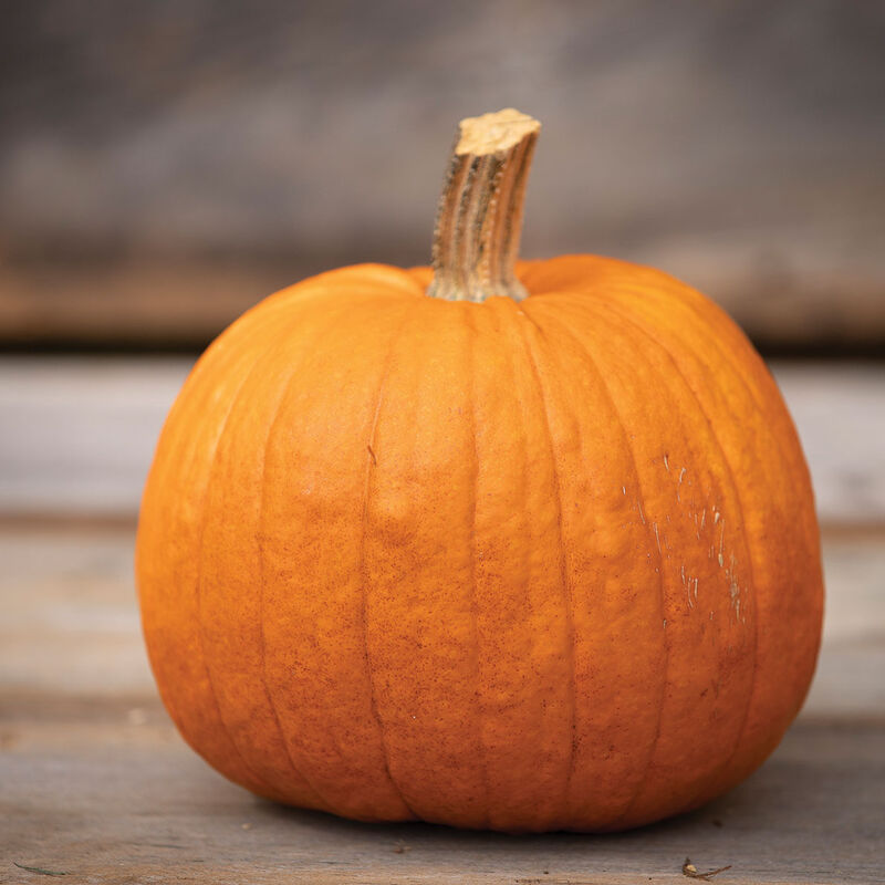 New England Pumpkin Pie