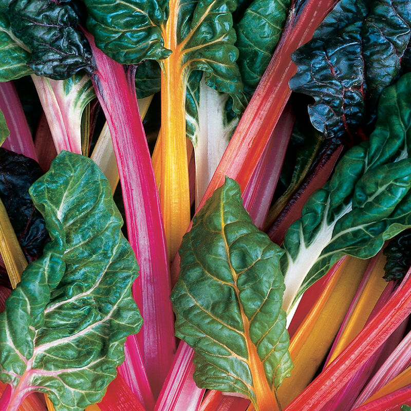 Bright Lights Rainbow Swiss Chard