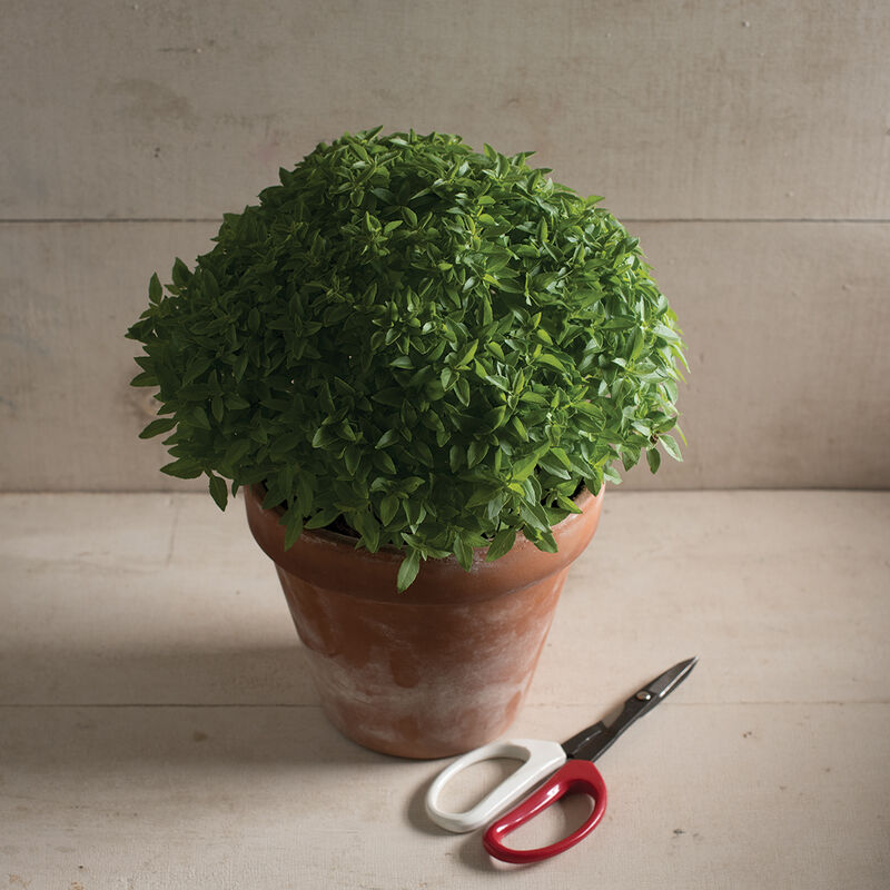 Greek Basil - Bush Basil