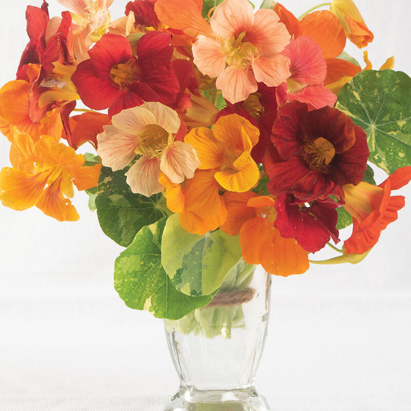Nasturtium - Edible Flower