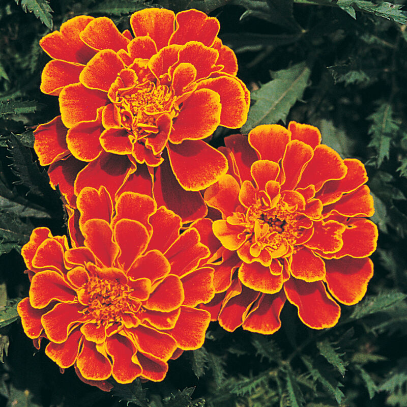 are marigold seeds edible Marigold