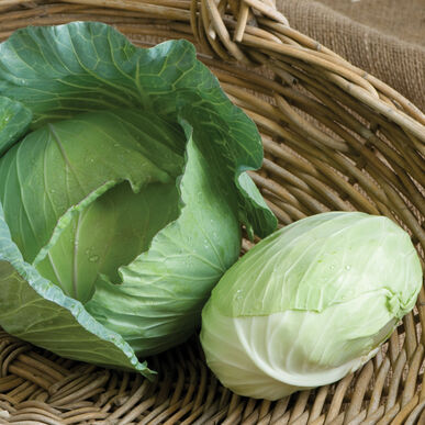 Tendersweet Cabbage