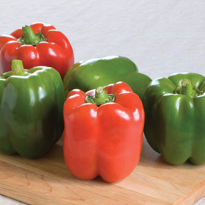 Ace Bell Pepper