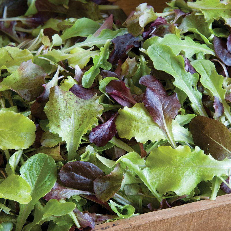 Salad Kit