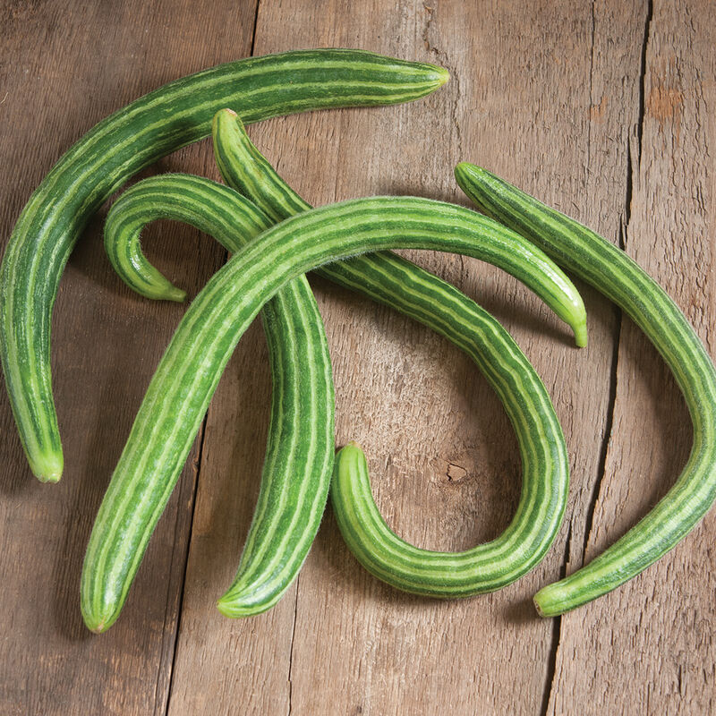 Striped Armenian Cucumber