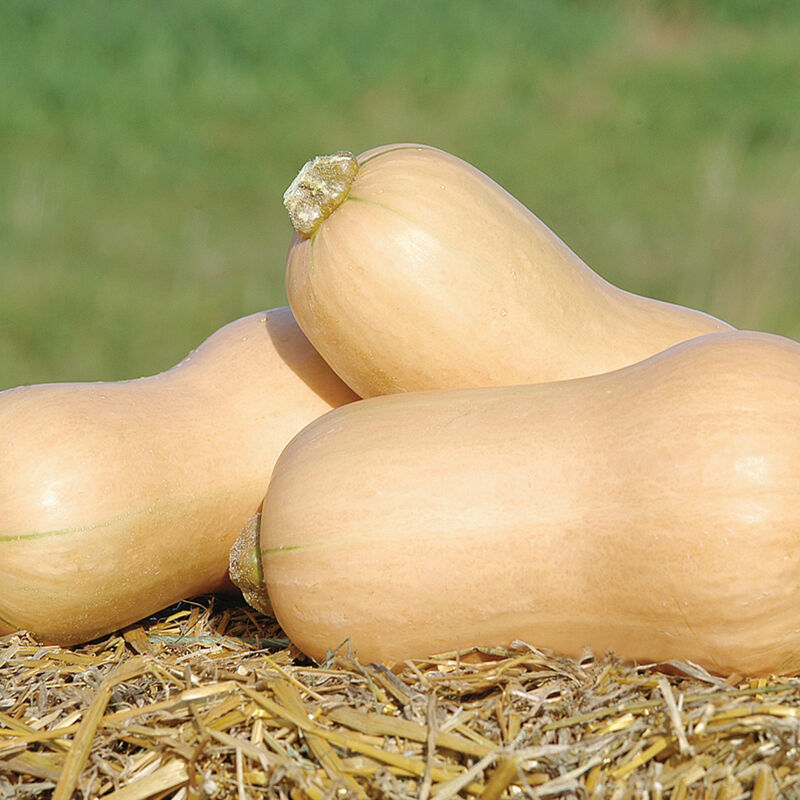 Butternut Squash