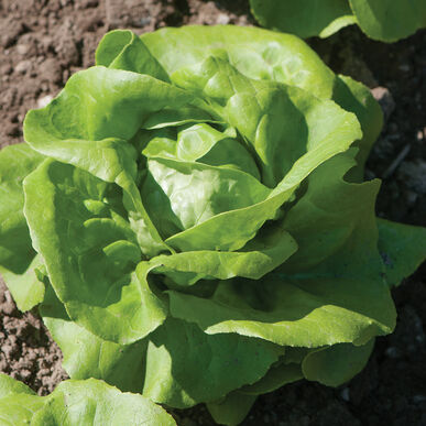 Rex Butterhead Lettuce