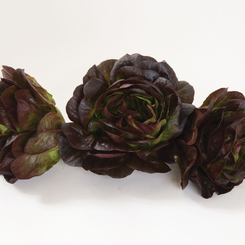 Salanova Red Butter Lettuce