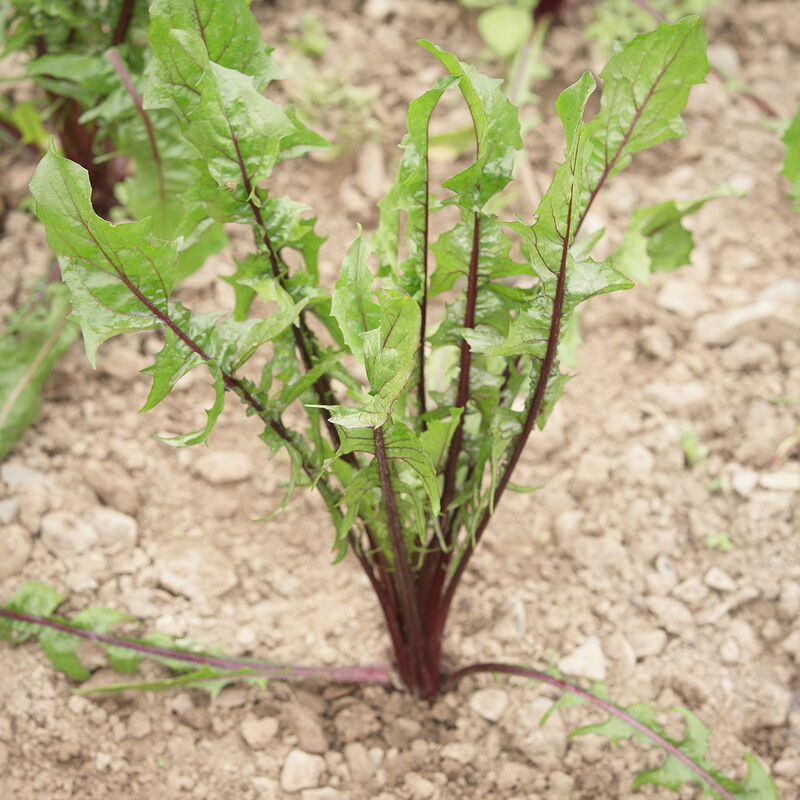 Red Italiko Dandelion Greens