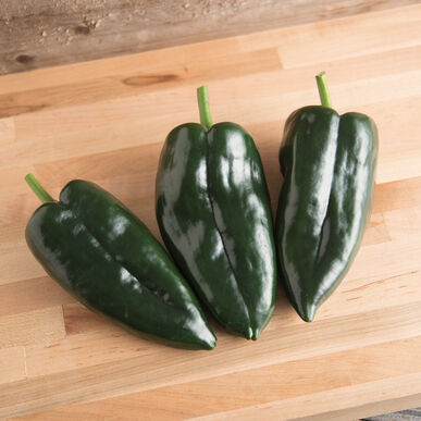 Poblano Hot Pepper