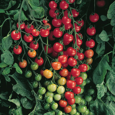 Supersweet 100 Tomato