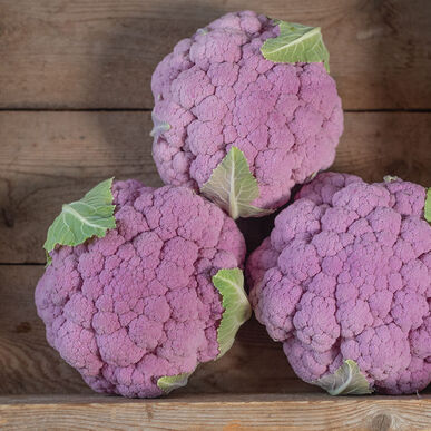 Lavender Purple Cauliflower