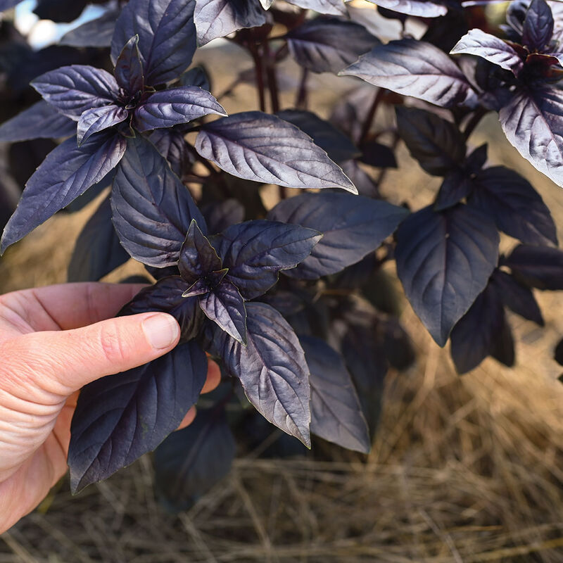 Purple Basil