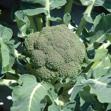 Belstar Full-Size Broccoli