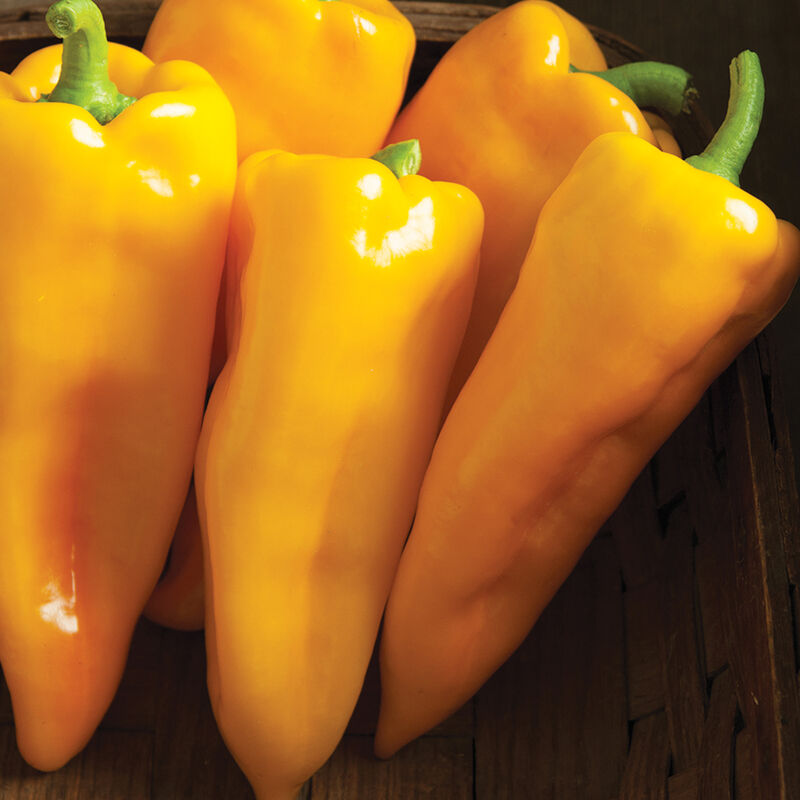 Sweet Yellow Pepper