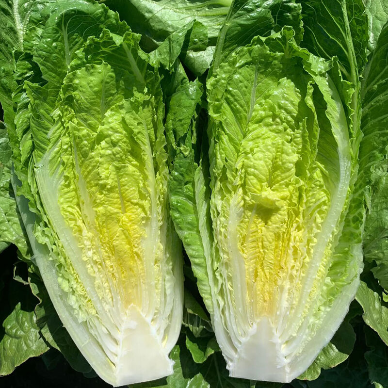 Sunland Green Romaine