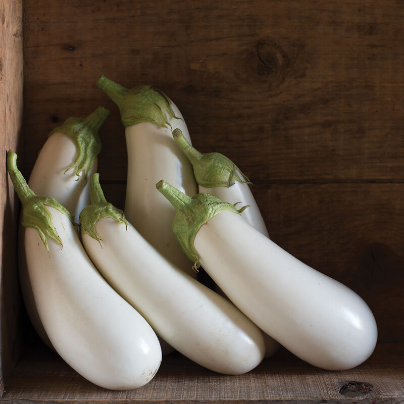 White Eggplant
