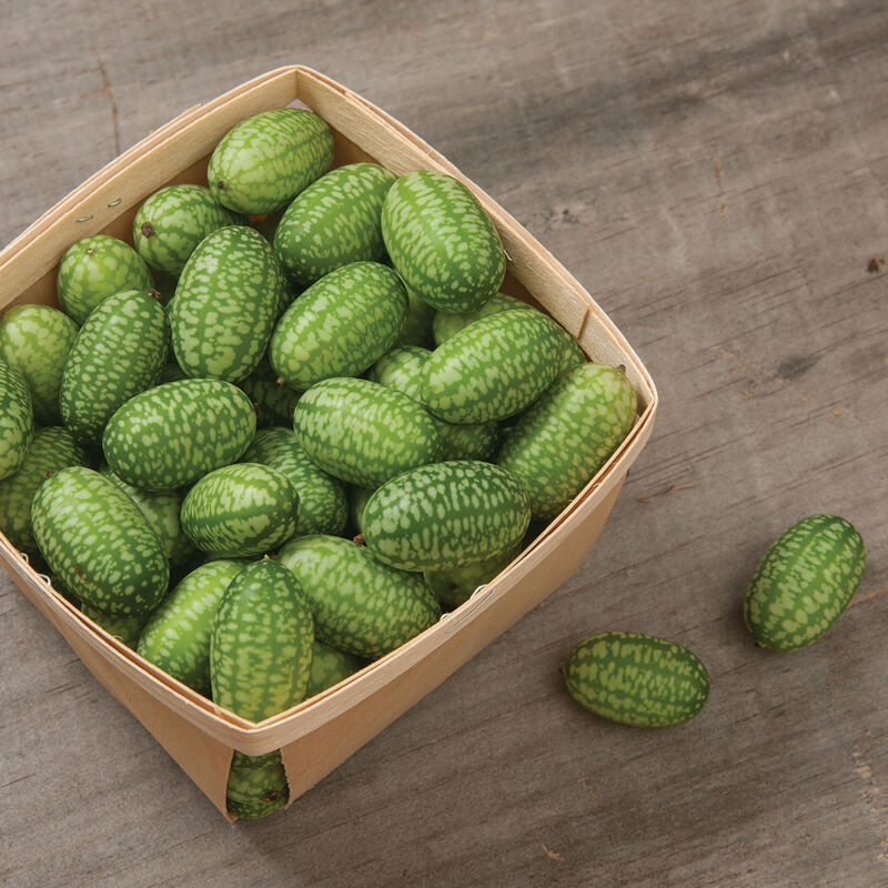 Cucamelon