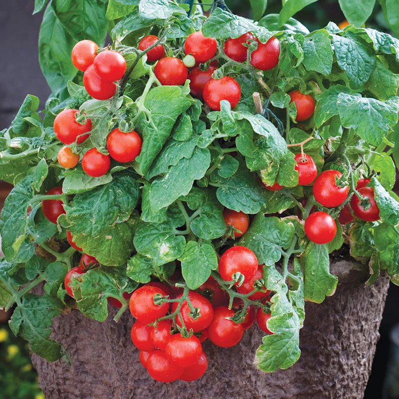 Tiny Tim Tomato