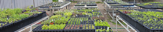 Tower Garden Maintenance - The Basics