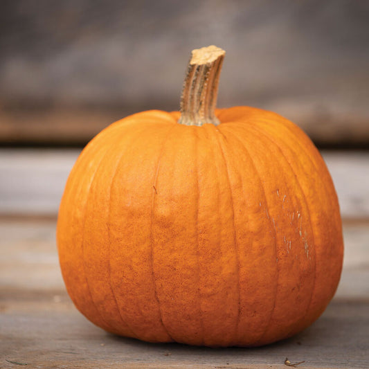 New England Pumpkin Pie