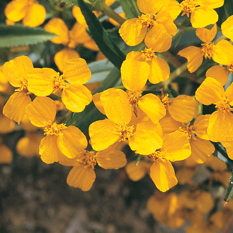 Mexican Mint Marigold