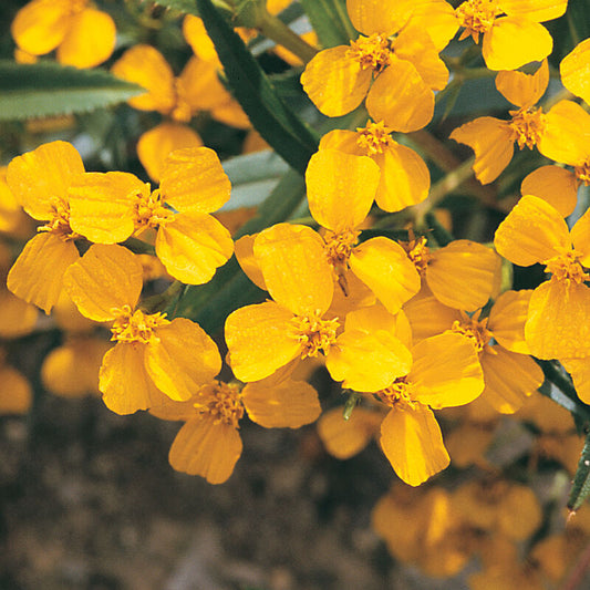 Mexican Mint Marigold