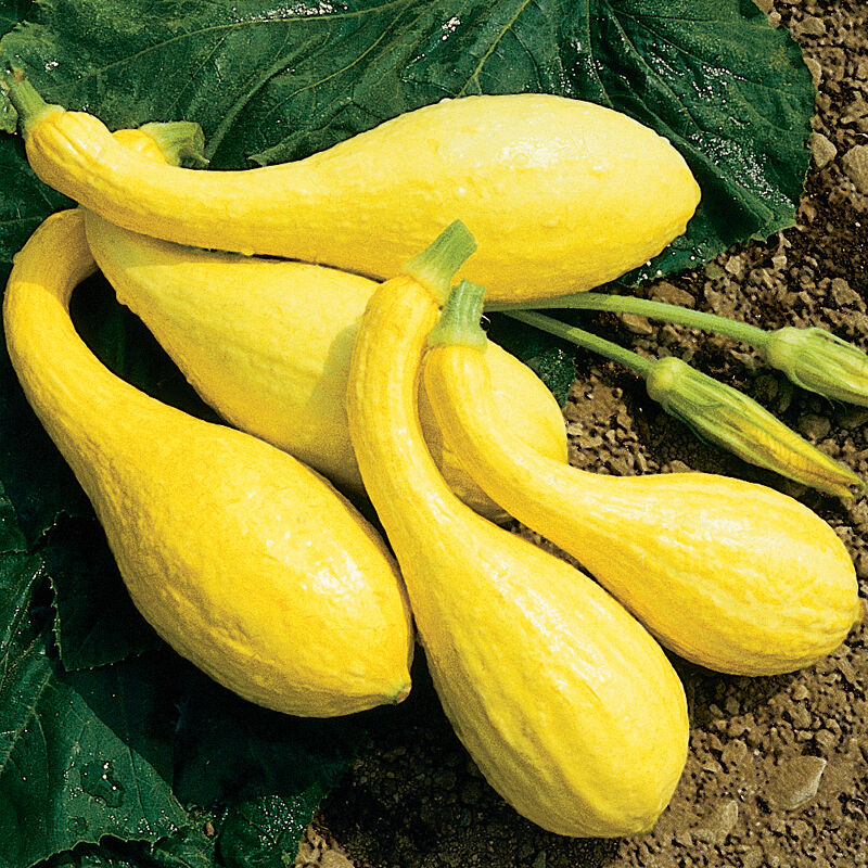 Yellow Crookneck Squash