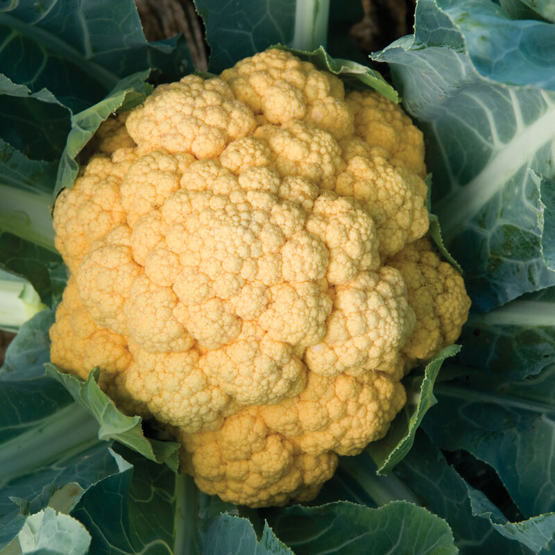 Cheddar Orange Cauliflower