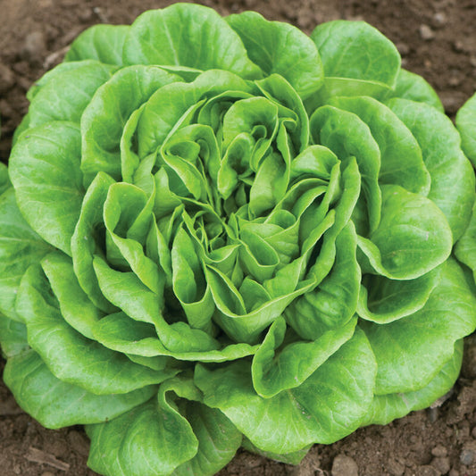 Salanova Green Butter Lettuce