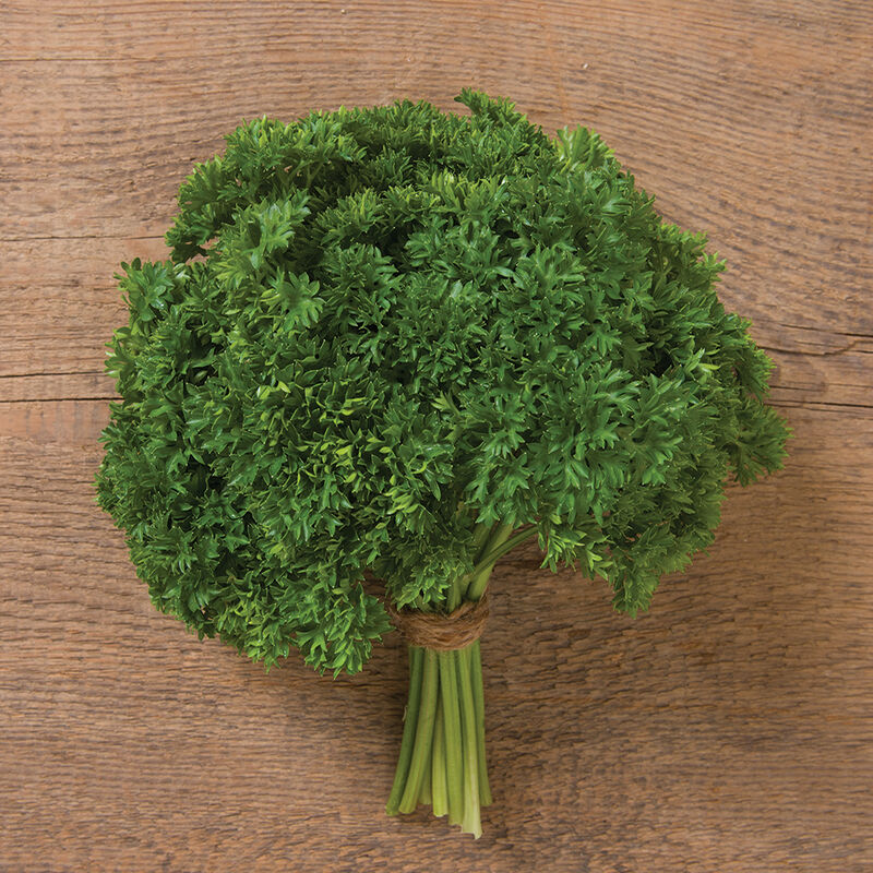Curly Parsley