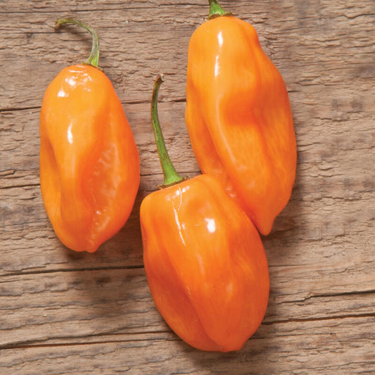 Habanero Hot Pepper