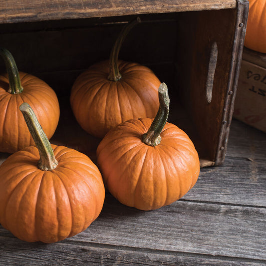 Baby Bear Pumpkin