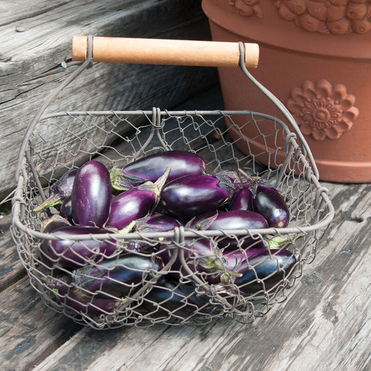Patio Baby Eggplant