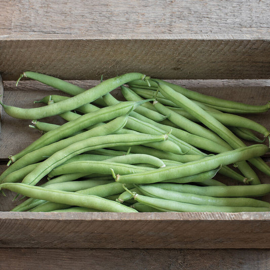 Bush Beans
