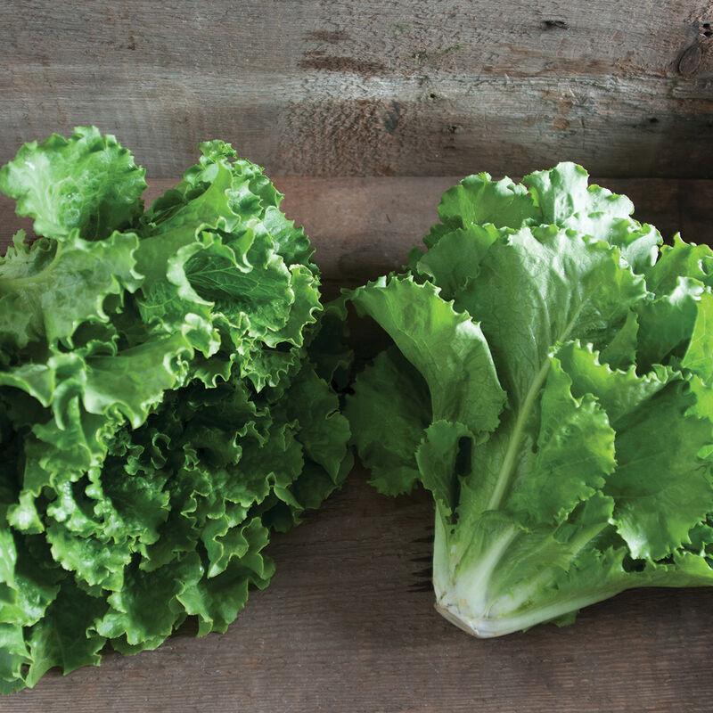 Fusion Green Romaine