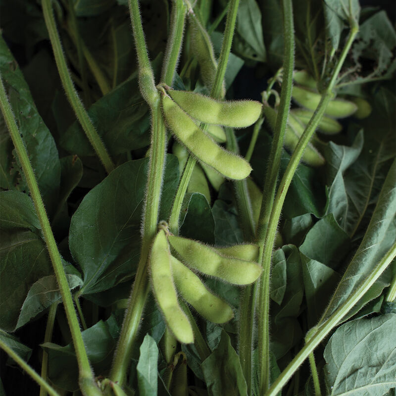 Edamame